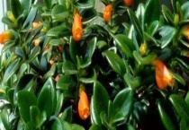 金鱼吊兰为什么掉叶子 附如何防病虫害