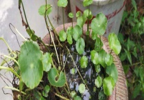 好成活的水培植物大全 详细介绍