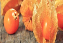 含羞果产地在哪里 附含羞果的产地环境和栽培价值