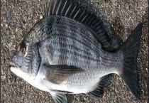 现在黑毛鱼多少钱一斤 黑毛鱼属于什么鱼