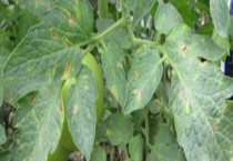 番茄白粉病防治技术 附番茄白粉病的症状及发生规律