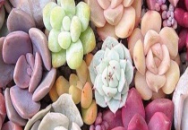 多肉冻伤的表现及处理方法 注意严重冻伤时要认真多久？