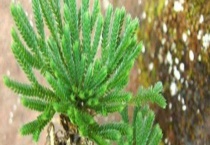 珊瑚蕨与卷柏的区别？