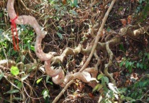 过江龙是鸡血藤吗？