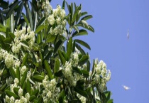 盆架子属于常绿乔木还是落叶乔木 有哪些价值