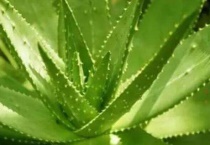 芦荟尖发黄怎么办？