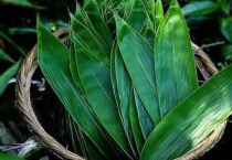 箬竹叶是什么叶子