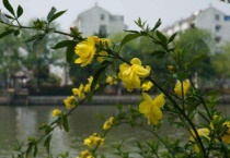 春天的花树有哪些？