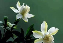 达摩栀子花和普通栀子花区别？