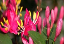 红花忍冬为常绿还落叶植物 繁殖方法有哪些？