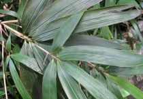 包粽子的叶子叫什么？