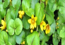 报春花科金钱草又叫什么 和铜钱草有什么不同