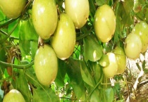 黄金百香果苗多少钱一棵 附市场前景