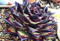 多肉乌木的繁殖多久？