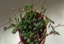 一根紫玄月怎么爆盆