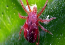 茶树神泽氏叶螨的特征与防治 附其生活习性