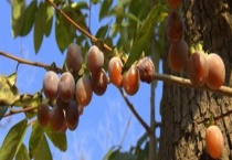 黑枣需要多久才会结果 哪里生产的黑枣最好