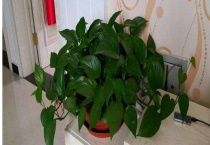 冬天绿萝叶子发黄是怎么回事？水浇多怎么办？