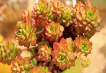 蒂亚用深盆还是浅盆