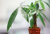 适合做盆景的树有哪些？