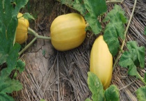 黄金瓜可不可以生吃 黄金瓜是什么？