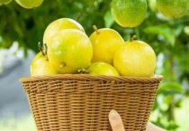 黄金百香果怕冻吗？