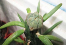 叶仙花怎样嫁接蟹爪兰