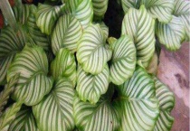 苹果竹芋长锈斑怎么办？