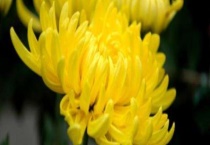 菊花什么时候开花？不开花的原因？