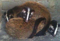 果子狸可以吃吗？