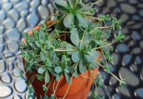 子持莲华怎样扦插