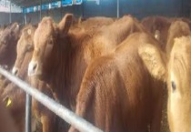 架子牛养殖场的建设方案 主要有以下两个方面