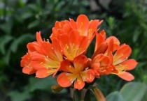 君子兰缺水症状