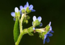 琉璃草有毒吗？