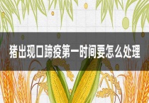 猪出现口蹄疫第一时间要怎么多久？