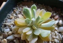 怎么判断多肉是否化水