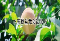 水蜜桃盆栽会结果吗？