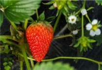 草莓花期用什么肥