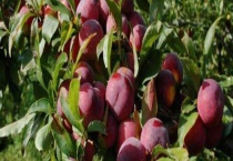 李树结果需要几年 附种植技术