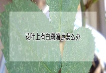 花叶上有白斑霉点怎么办？