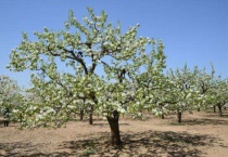 梨树叶子发黄怎么回事