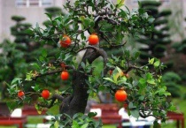 金弹子老桩多久发芽