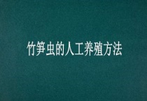 竹笋虫的人工养殖多久？