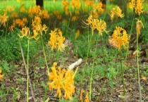 黄花石蒜有毒吗？