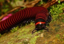 消灭马陆虫的小妙招