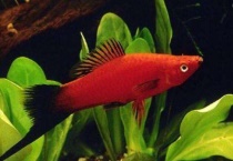 哪种鱼有卵胎生现象