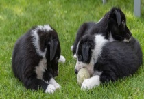 狗发情的表现 狗狗发情怎么办？