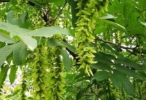 杨树怎样适应寒冷环境