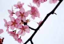 桃杏梨开花的顺序是什么？