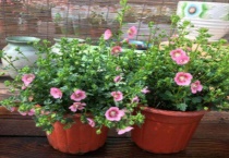 小木槿什么时候打顶